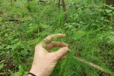 Asparagus officinalis, photographed by Aleksei Baushev