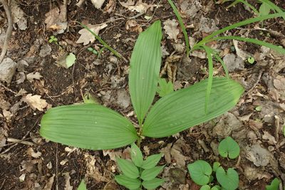 Veratrum nigrum, photographed by Aleksei Baushev