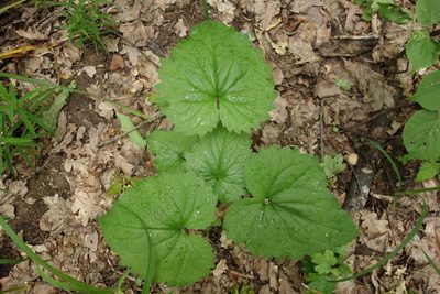 Campanula trachelium, photographed by Aleksei Baushev