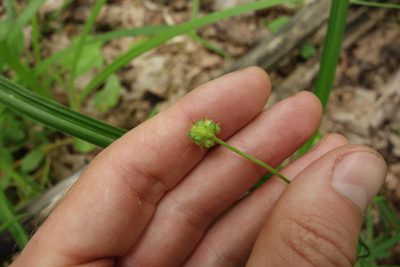 Ranunculus auricomus, photographed by Aleksei Baushev