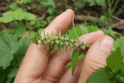 Scutellaria altissima, photographed by Aleksei Baushev