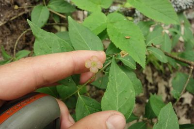 Euonymus verrucosus, photographed by Aleksei Baushev