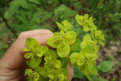 Euphorbia semivillosa, photographed by Aleksei Baushev