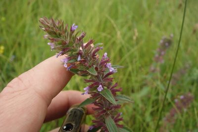 Dracocephalum thymiflorum, photographed by Aleksei Baushev