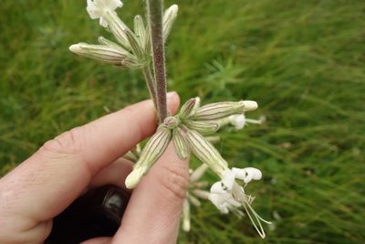 Silene viscosa, photographed by Aleksei Baushev
