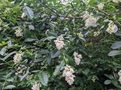 Ligustrum vulgare, photographed by Zoltán Stekkelpak
