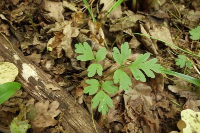Adoxa moschatellina, photographed by Aleksei Baushev