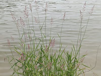 Phalaris arundinacea, photographed by Zoltán Stekkelpak