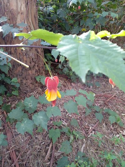Callianthe megapotamica, photographed by Claudia Gil