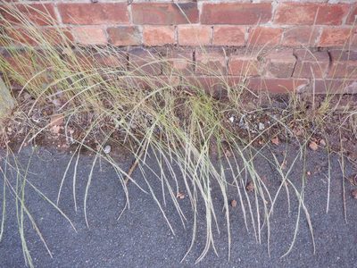 Festuca myuros, photographed by Karen Fry