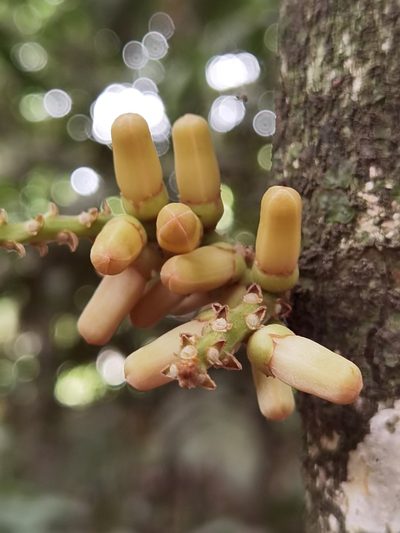 Guarea talamancana, photographed by Eduardo Chacón Madrigal
