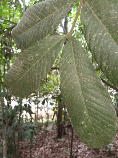 Guarea talamancana, photographed by Eduardo Chacón Madrigal