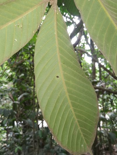 Guarea talamancana, photographed by Eduardo Chacón Madrigal