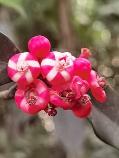 Symphonia globulifera, photographed by Eduardo Chacón Madrigal