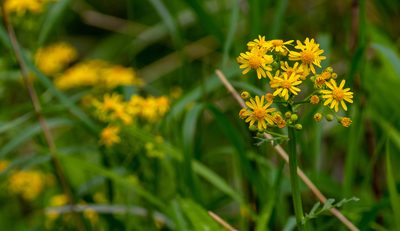 Packera glabella, photographed by threelark