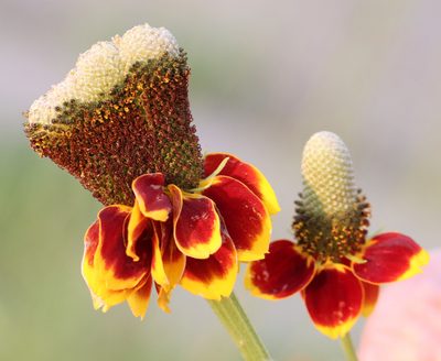 Ratibida columnifera, photographed by Catherine C. Galley