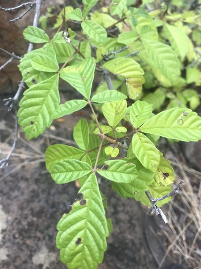 Vitex patula, photographed by rosshawkins