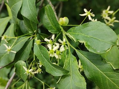 Euonymus europaeus, photographed by aga_l_