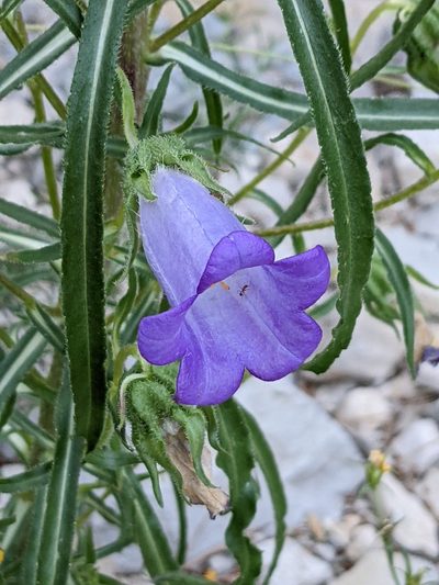 Campanula speciosa, photographed by Denis Bastianelli