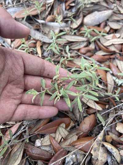 Crocanthemum arenicola, photographed by Brandon Corder