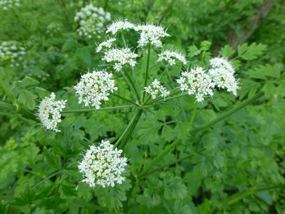 Oenanthe crocata, photographed by Sheelagh Halsey