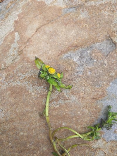 Lasthenia maritima, photographed by Liam Gerry