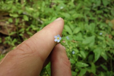 Memoremea scorpioides, photographed by Aleksei Baushev