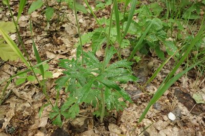 Anemonoides sylvestris, photographed by Aleksei Baushev