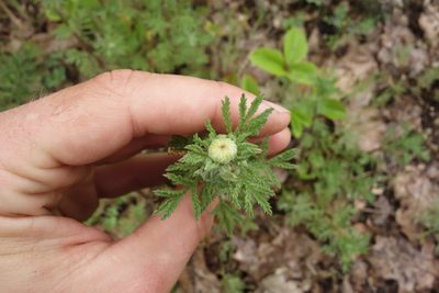 Cota tinctoria, photographed by Aleksei Baushev