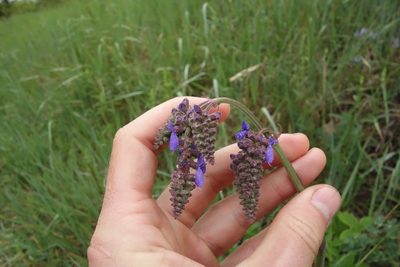 Salvia nutans, photographed by Aleksei Baushev