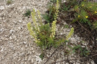 Reseda lutea, photographed by Aleksei Baushev