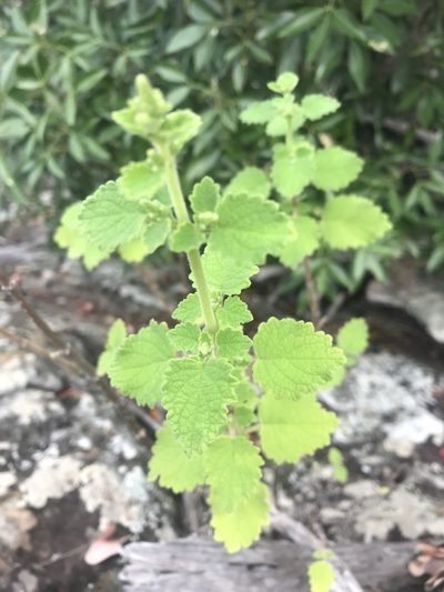 Tetradenia brevispicata, photographed by rosshawkins