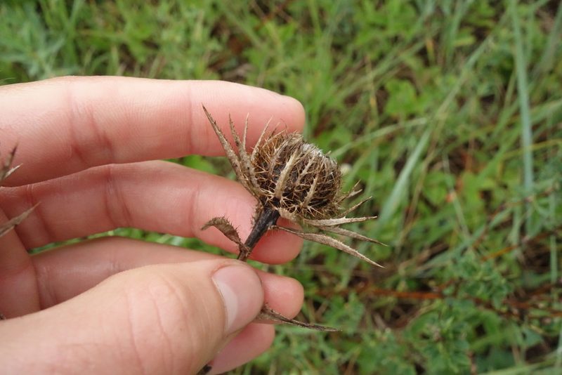 Carlina biebersteinii, photographed by Aleksei Baushev