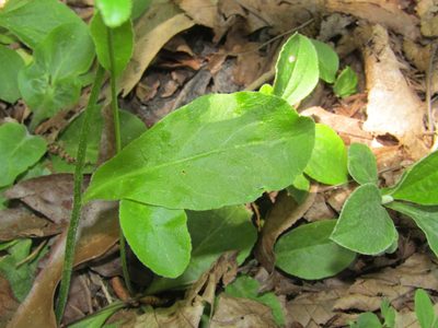 Lobelia spicata