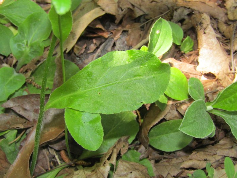 Lobelia spicata, photographed by jfox16
