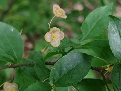 Euonymus verrucosus, photographed by aga_l_