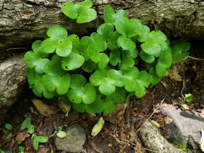 Hepatica americana, photographed by crlevy