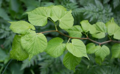 Tilia cordata, photographed by Anastasia_Surkova