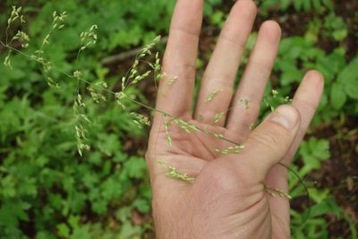 Milium effusum, photographed by Aleksei Baushev