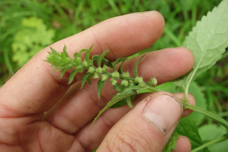 Scutellaria altissima, photographed by Aleksei Baushev