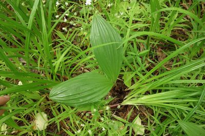 Veratrum nigrum, photographed by Aleksei Baushev