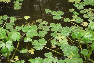 Ranunculus sceleratus, photographed by Aleksei Baushev
