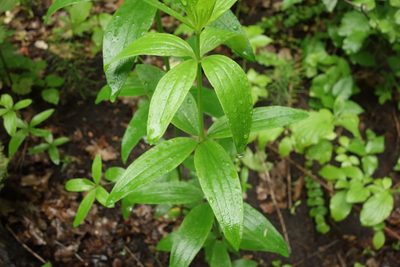 Galium rubioides, photographed by Aleksei Baushev