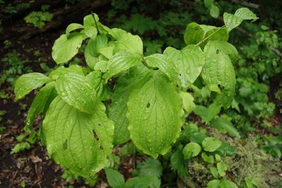 Cornus sanguinea, photographed by Aleksei Baushev