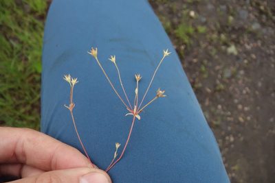 Androsace elongata, photographed by Aleksei Baushev