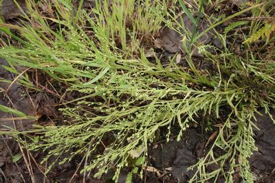 Thesium ramosum, photographed by Aleksei Baushev