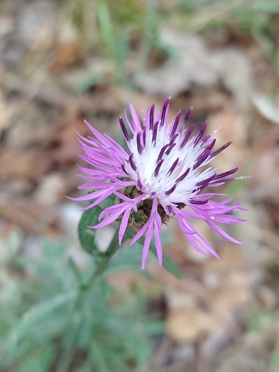 Centaurea limbata, photographed by Carminda Santos