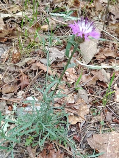 Centaurea limbata, photographed by Carminda Santos