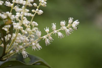 Itea oldhamii, photographed by Licheng Shih