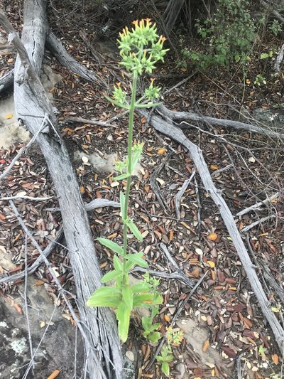 Kalanchoe lanceolata, photographed by rosshawkins